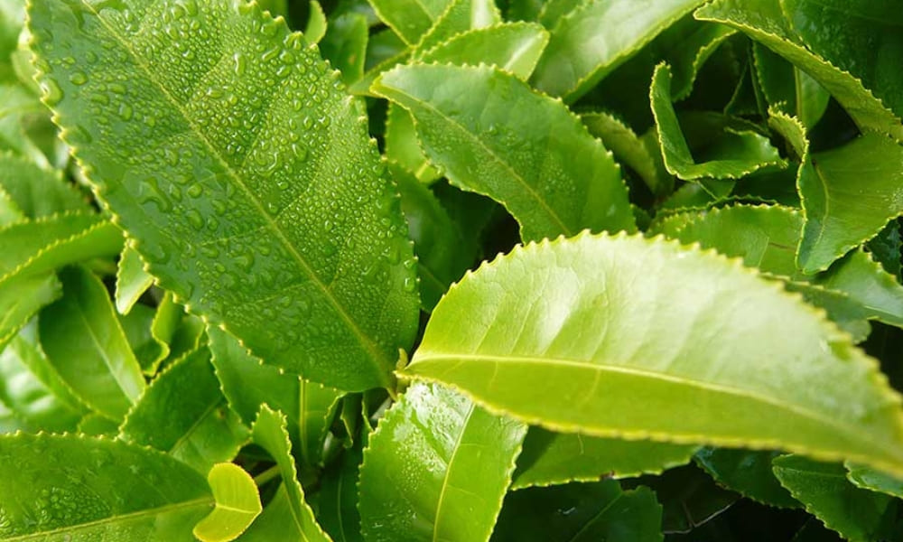 Green tea leaves with dewdrops, an antioxidant ingredient in Keto Spark Gummies.